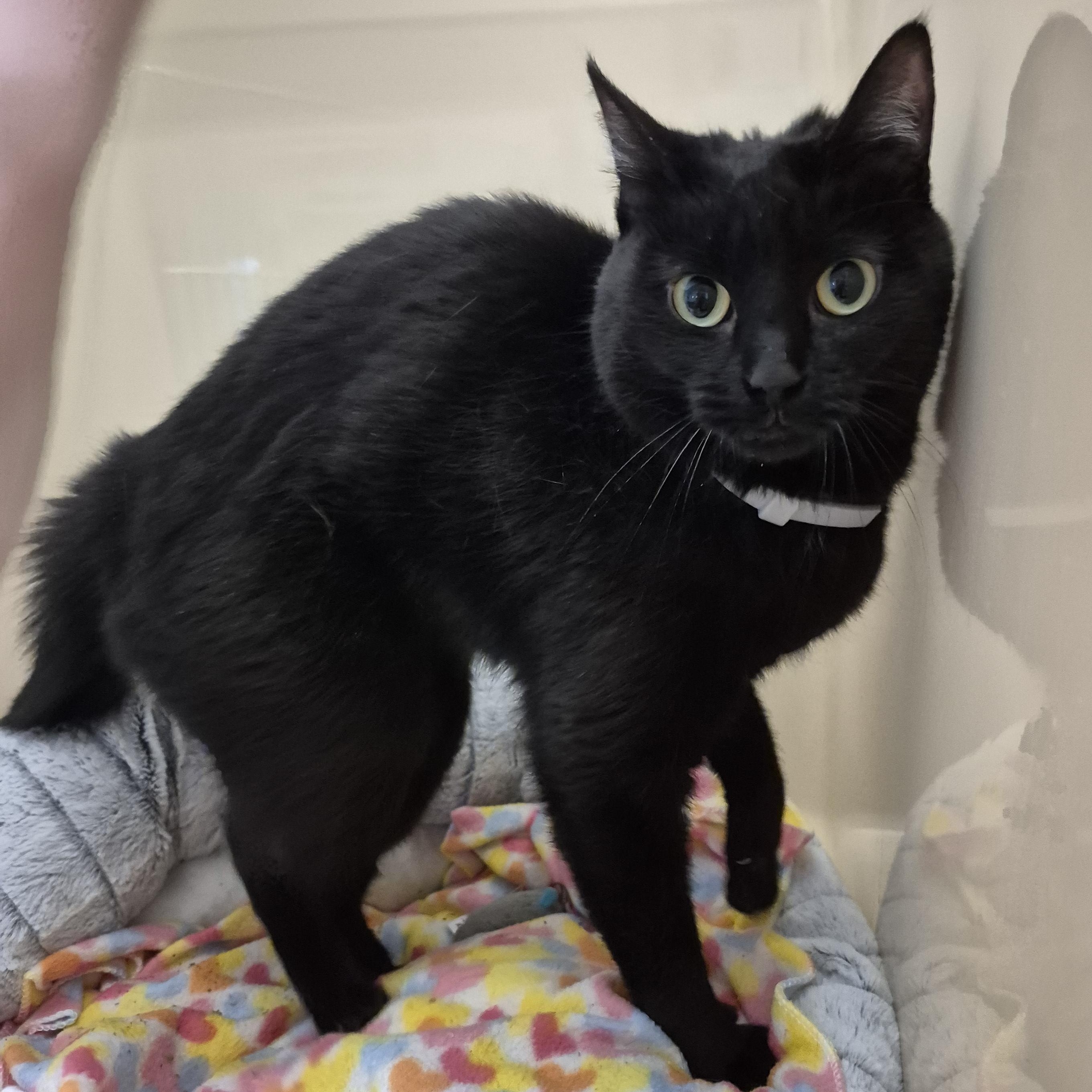Binx, a ADOPTABLE Domestic Short Hair in Tioga, PA image 2/5