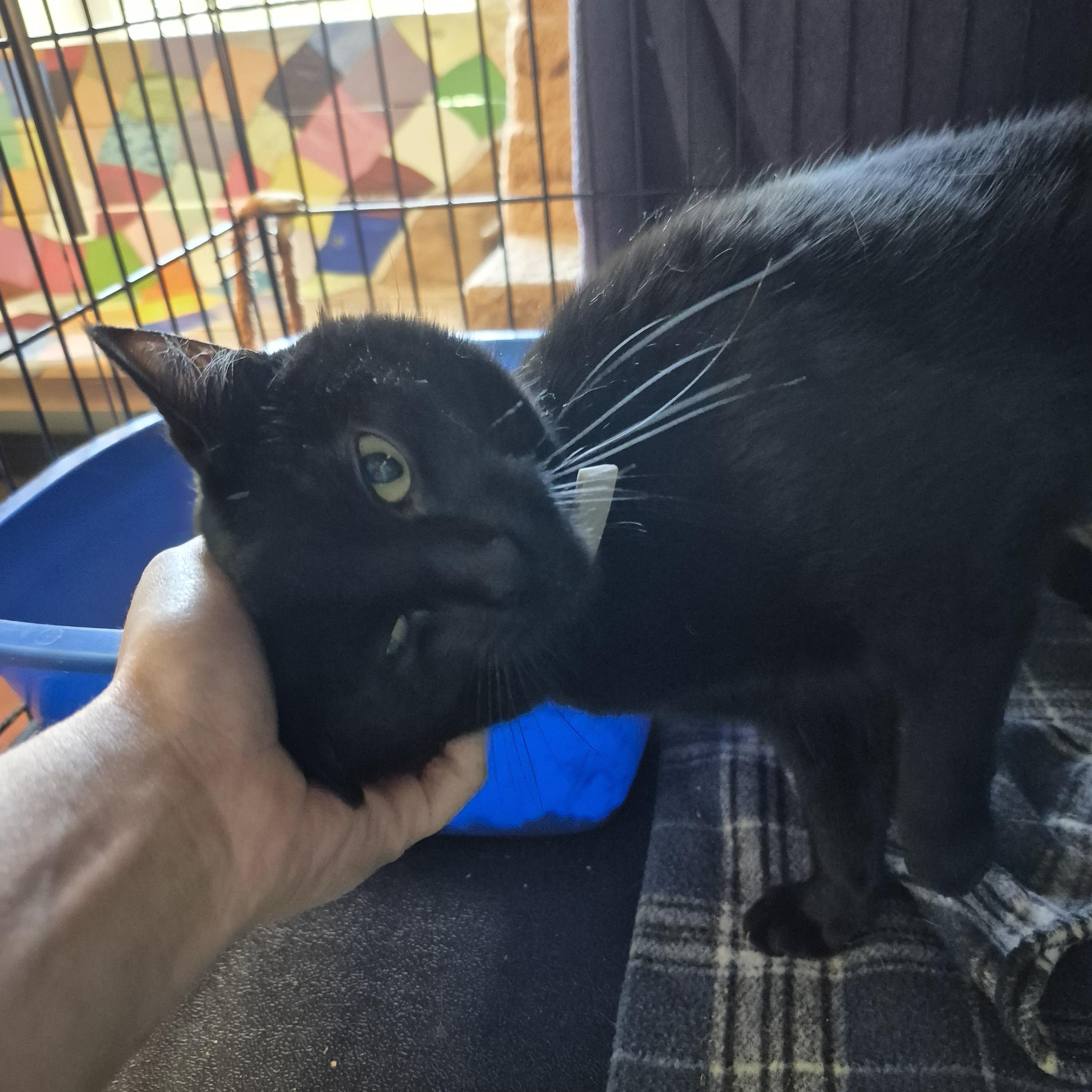 Binx, a ADOPTABLE Domestic Short Hair in Tioga, PA image 3/5