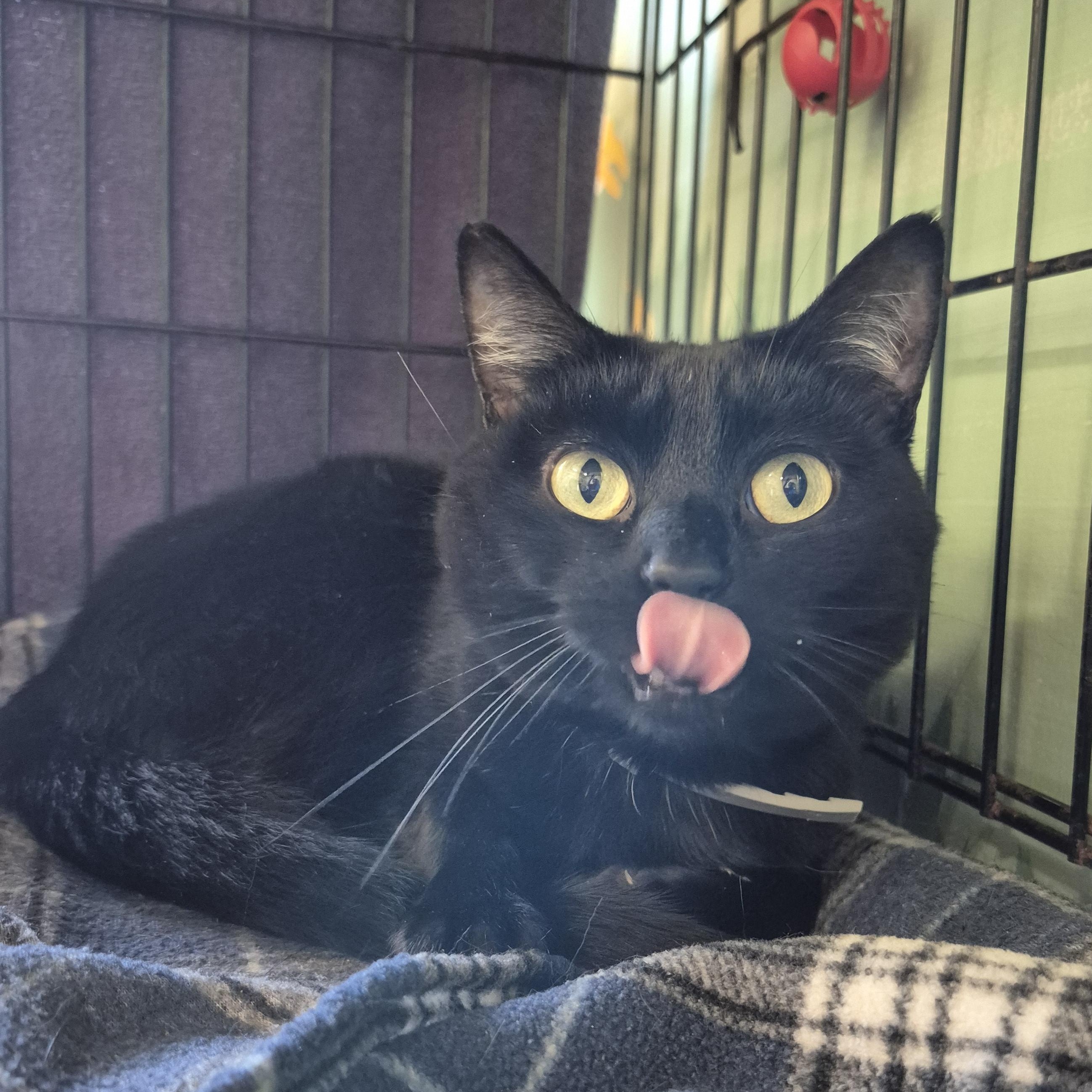Binx, a ADOPTABLE Domestic Short Hair in Tioga, PA image 5/5