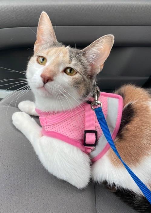 Enlarge Hazel, a Adopted mixed breed in Muskegon, MI image 1/1