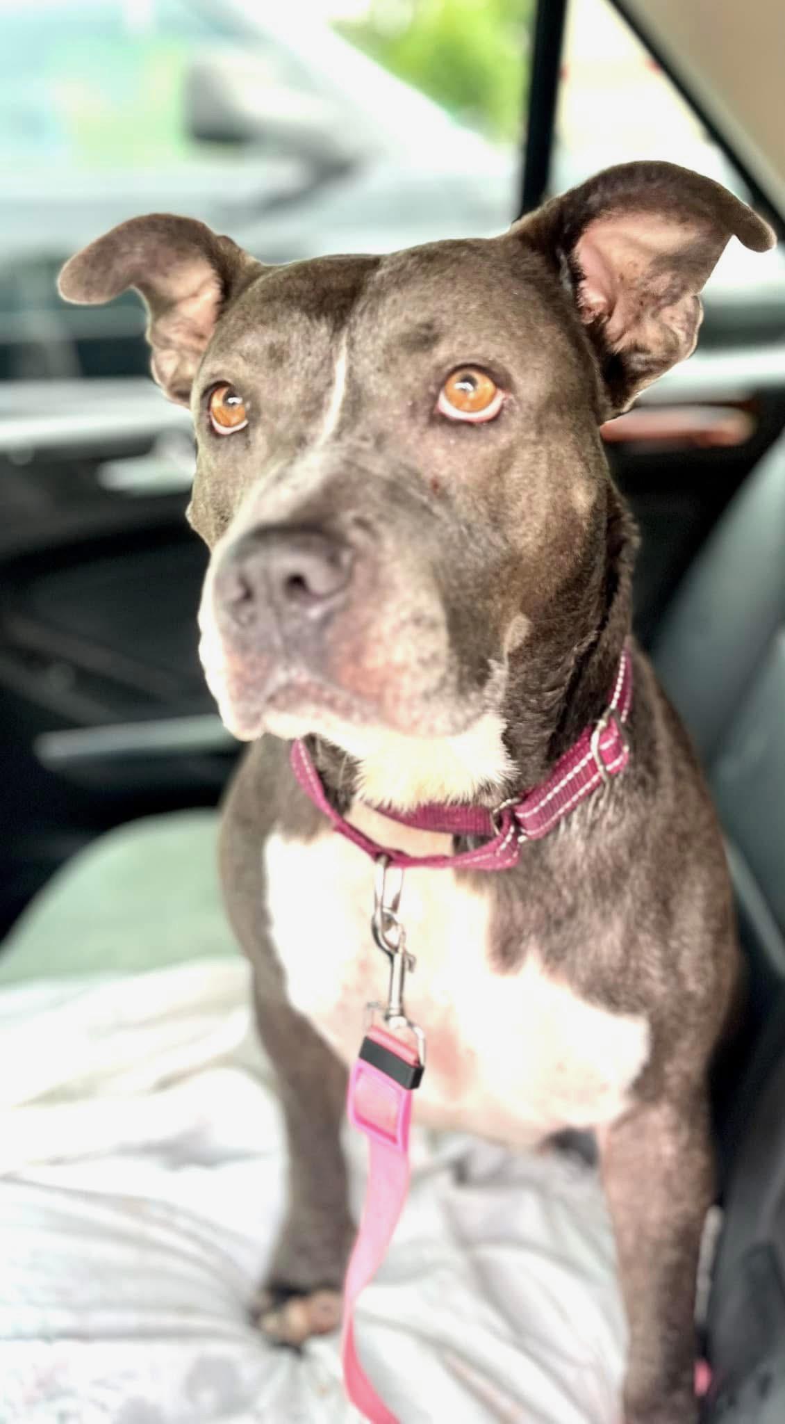 Enlarge Gracie, a Adoptable mixed breed in Farmingdale, NJ image 5/5