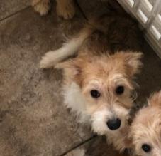 Tinsley, a Adopted Mixed Breed in Cloverdale, IN image 1/2