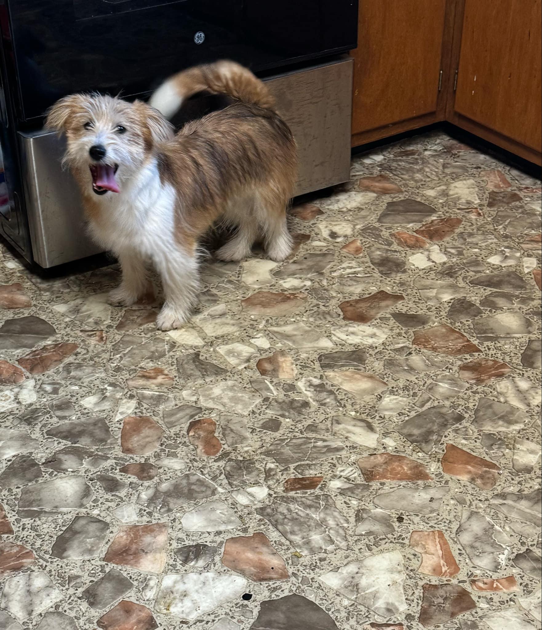 Tinsley, Adopted, Young Female Mixed Breed.