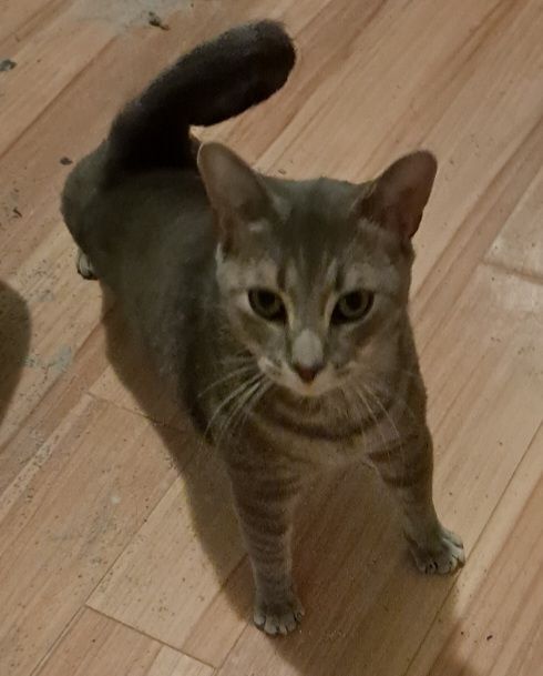 Kitty, Adoptable, Adult Male Domestic Short Hair.