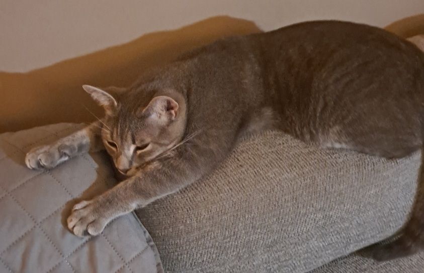 Kitty, a Adoptable Domestic Short Hair in Sellersburg, IN image 2/6