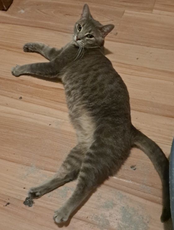 Kitty, a Adoptable Domestic Short Hair in Sellersburg, IN image 3/6