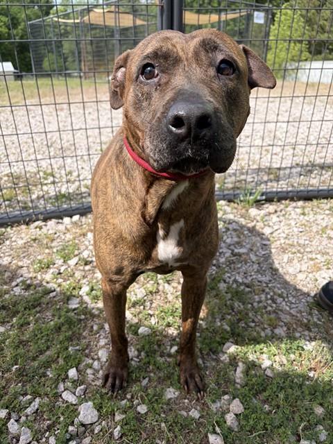ERIN, Adoptable, Adult Female American Staffordshire Terrier & Mixed Breed.