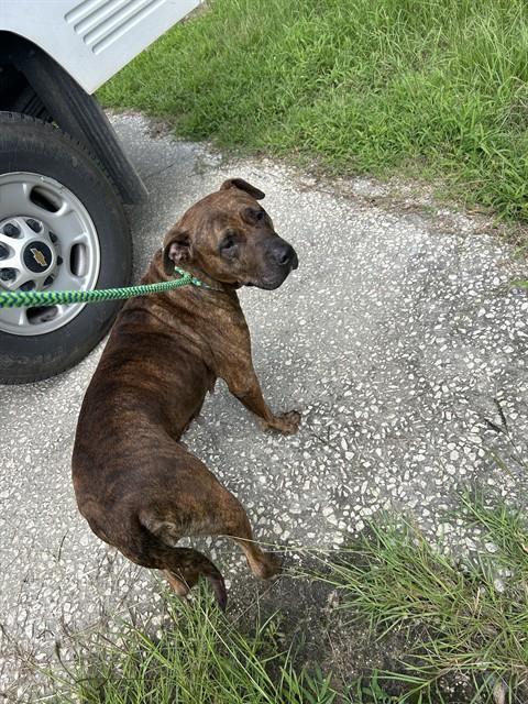 ERIN, Adoptable, Adult Female American Staffordshire Terrier & Mixed Breed.