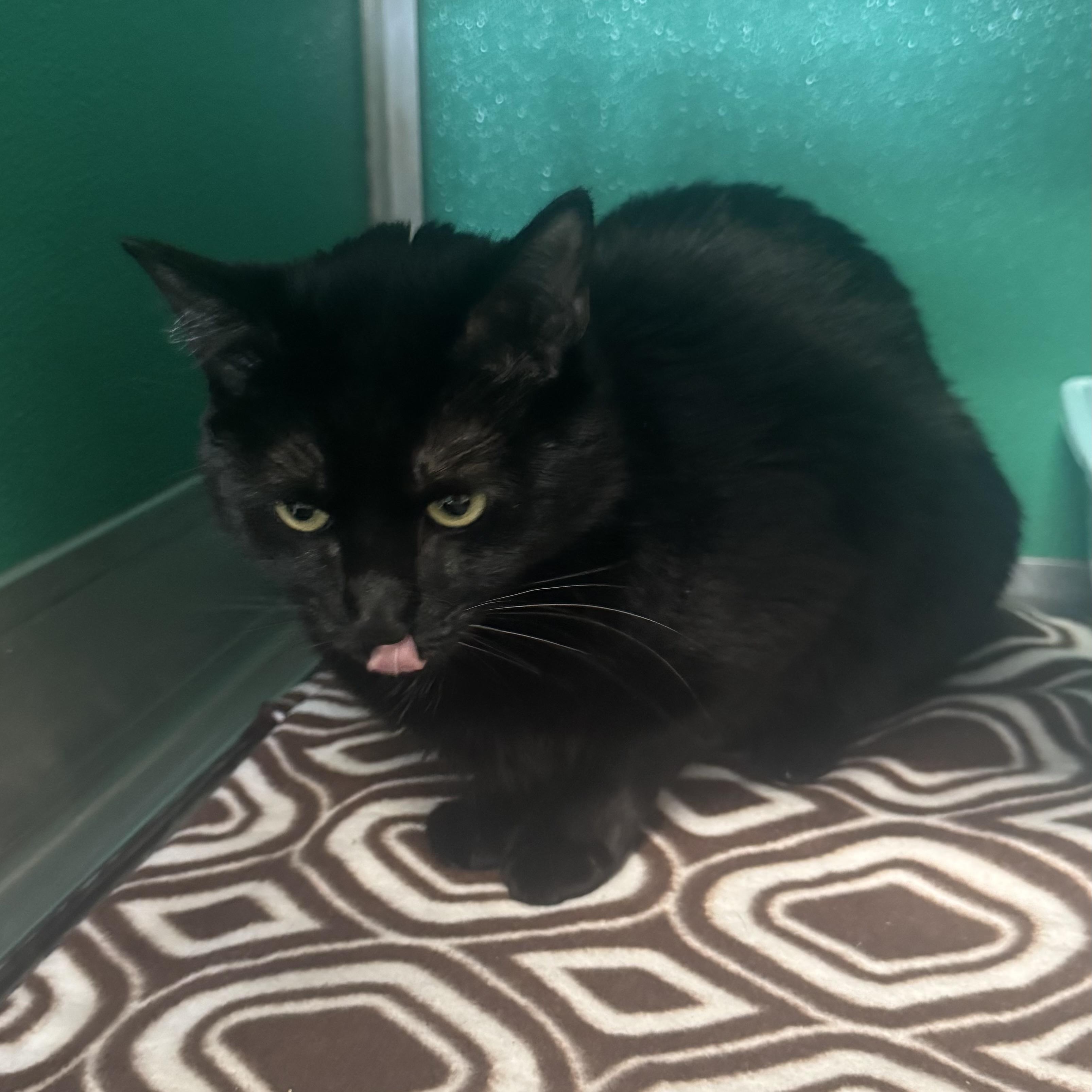 Enlarge Seppy , an adopted Domestic Short Hair in Fall River, MA image 2/5