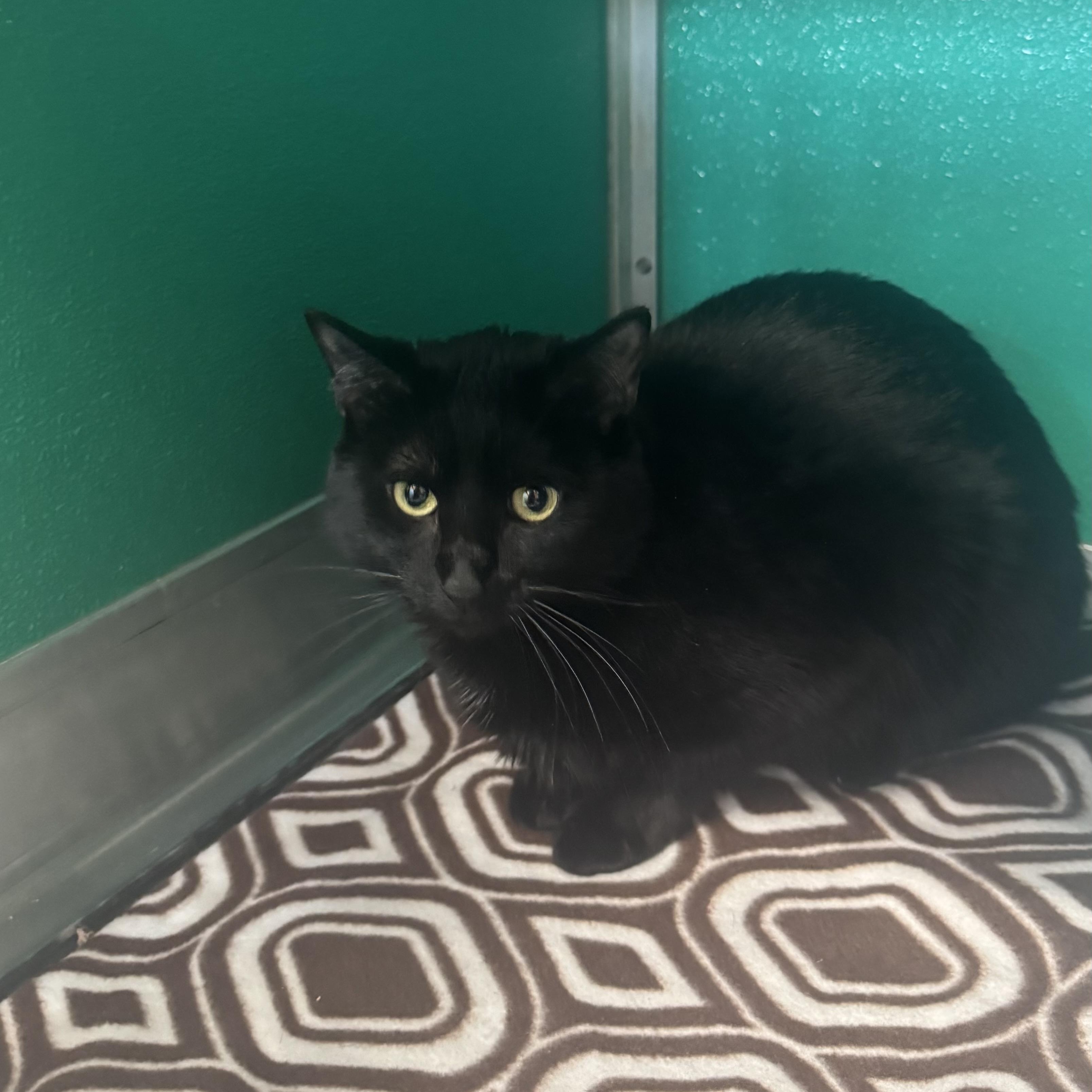 Enlarge Seppy , an adopted Domestic Short Hair in Fall River, MA image 1/5