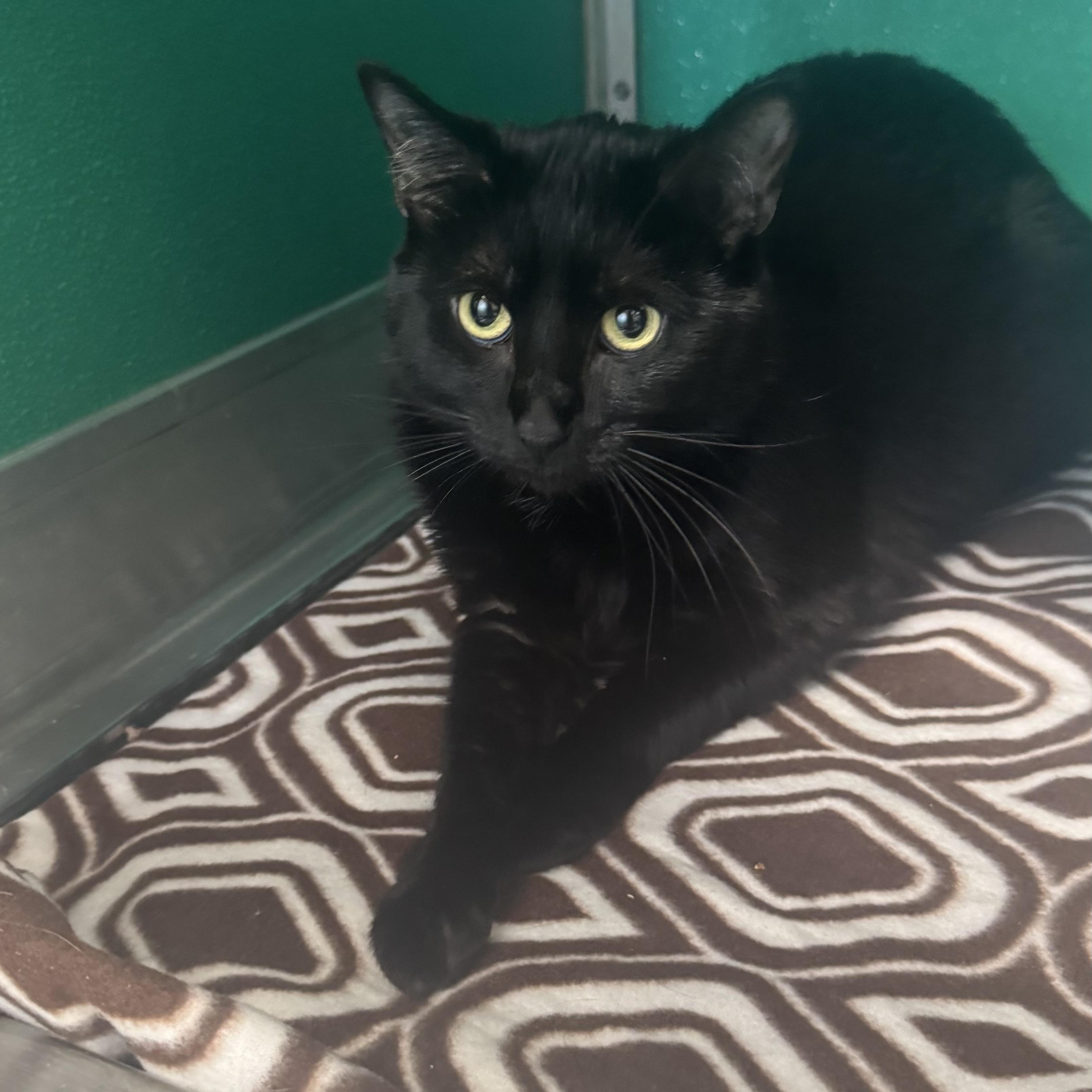 Enlarge Seppy , an adopted Domestic Short Hair in Fall River, MA image 4/5