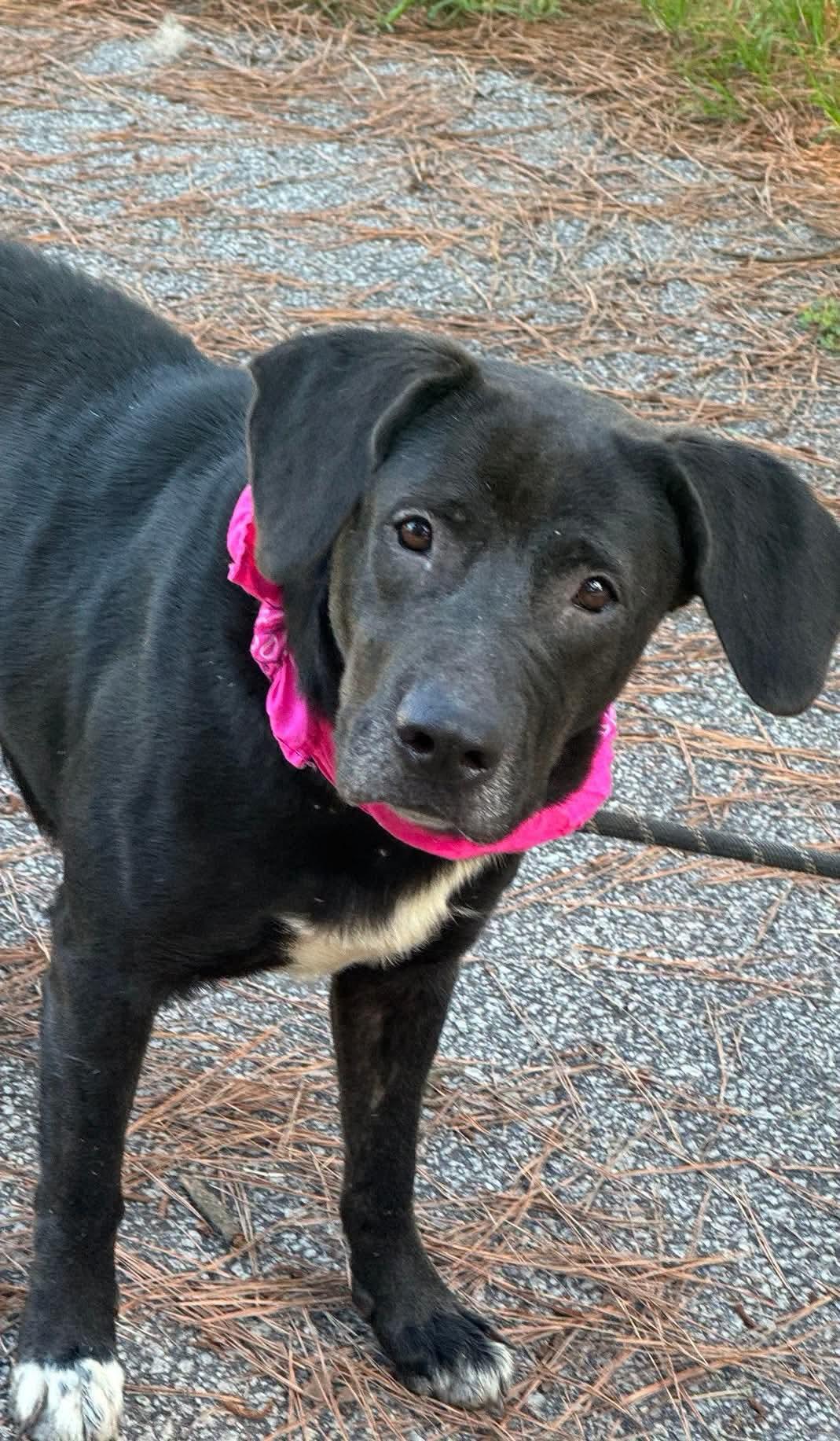 Enlarge Stormie, a ADOPTABLE mixed breed in Sumter, SC image 1/1