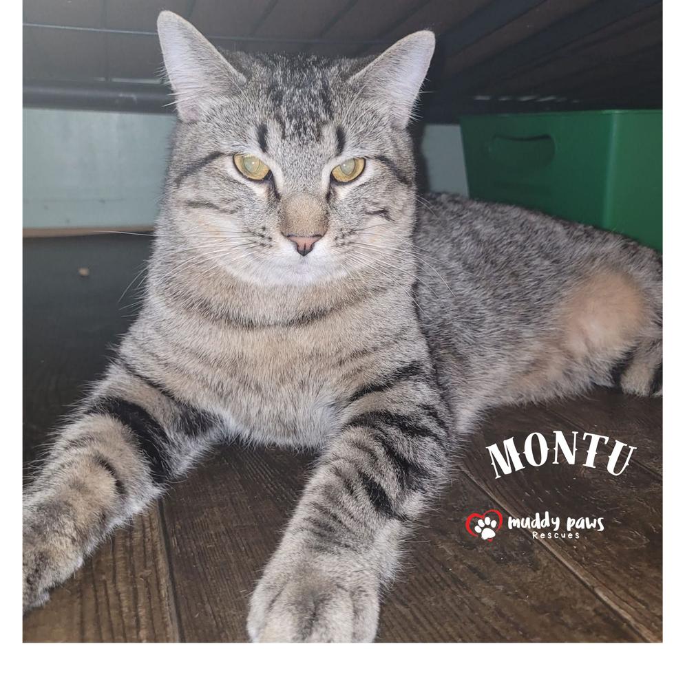 Montu (Egypt Litter 2)