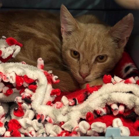 0426-65 Golden, Adoptable, Young Male Domestic Short Hair.