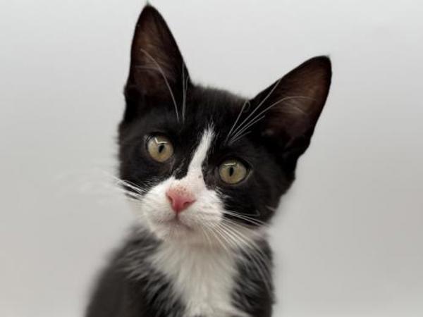 Coquille, Adoptable, Kitten Female Domestic Short Hair.