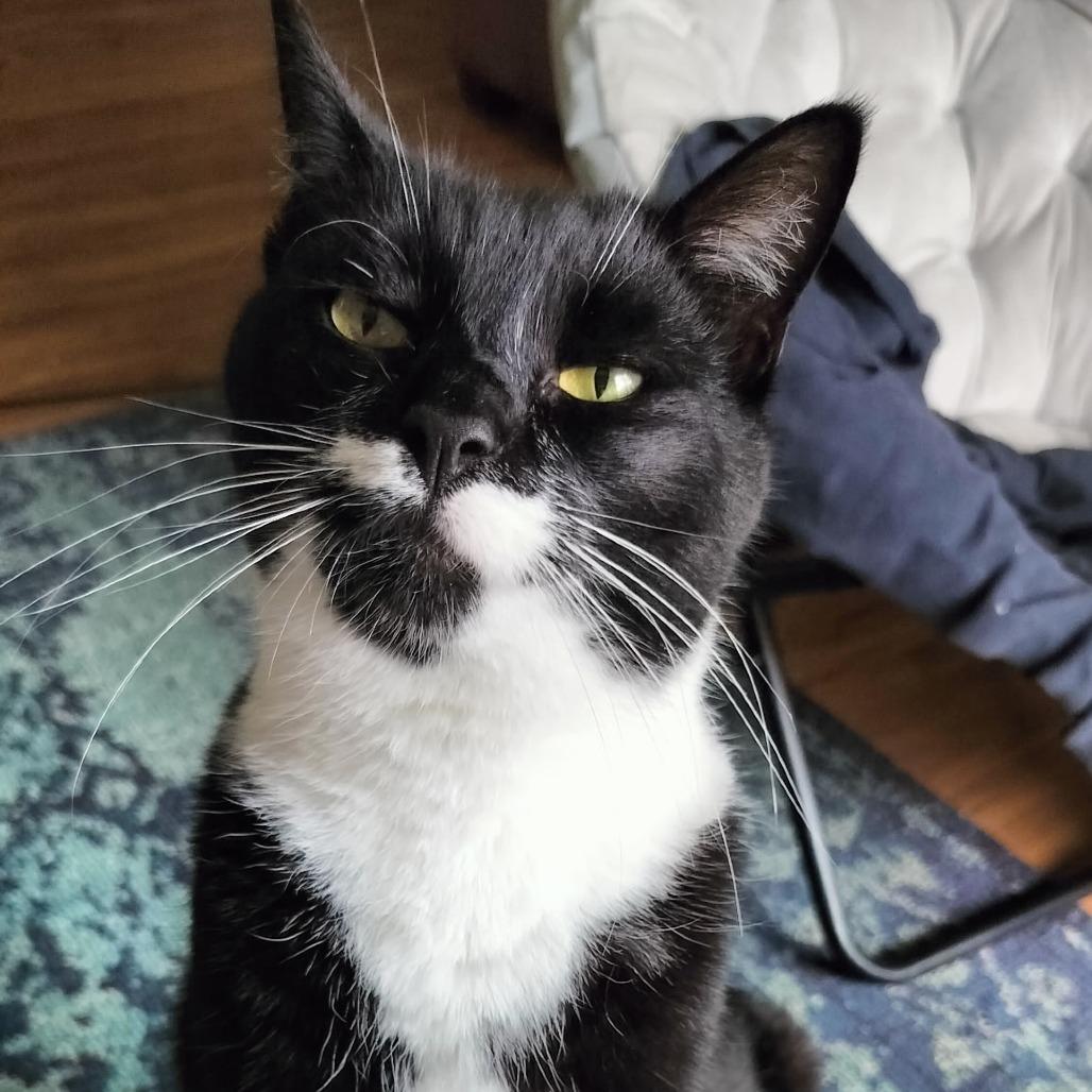 Stash & Bandit, Adoptable, Adult Male Domestic Short Hair.