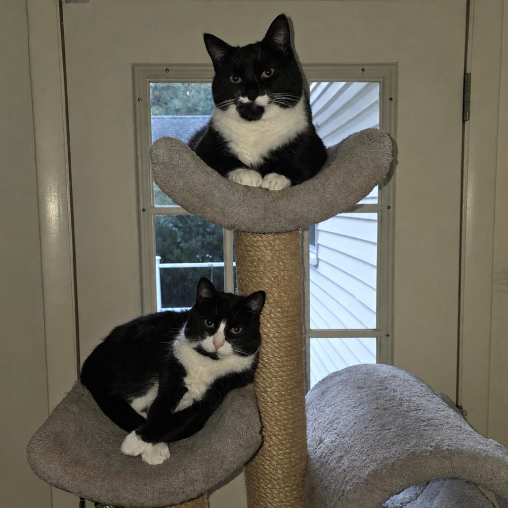 Enlarge Stash & Bandit, a Adoptable Domestic Short Hair in Ashland, MA image 2/4