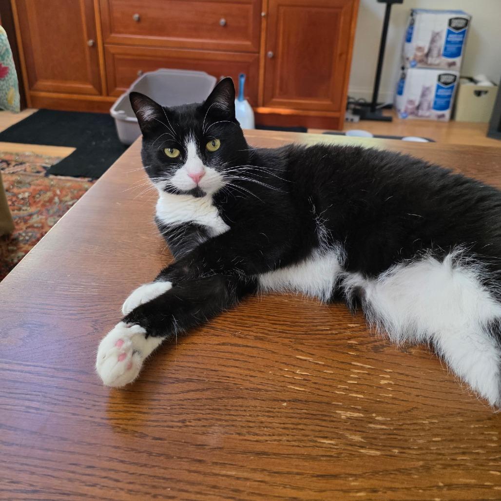 Enlarge Stash & Bandit, a Adoptable Domestic Short Hair in Ashland, MA image 3/4