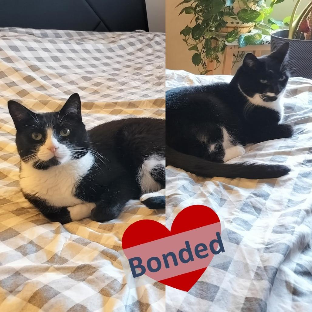 Enlarge Stash & Bandit, a Adoptable Domestic Short Hair in Ashland, MA image 4/4