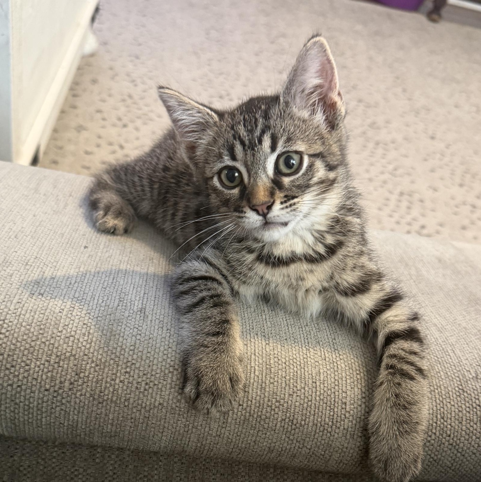 Enlarge Bennington "Benny", a Adoptable mixed breed in Orange, CA image 1/6
