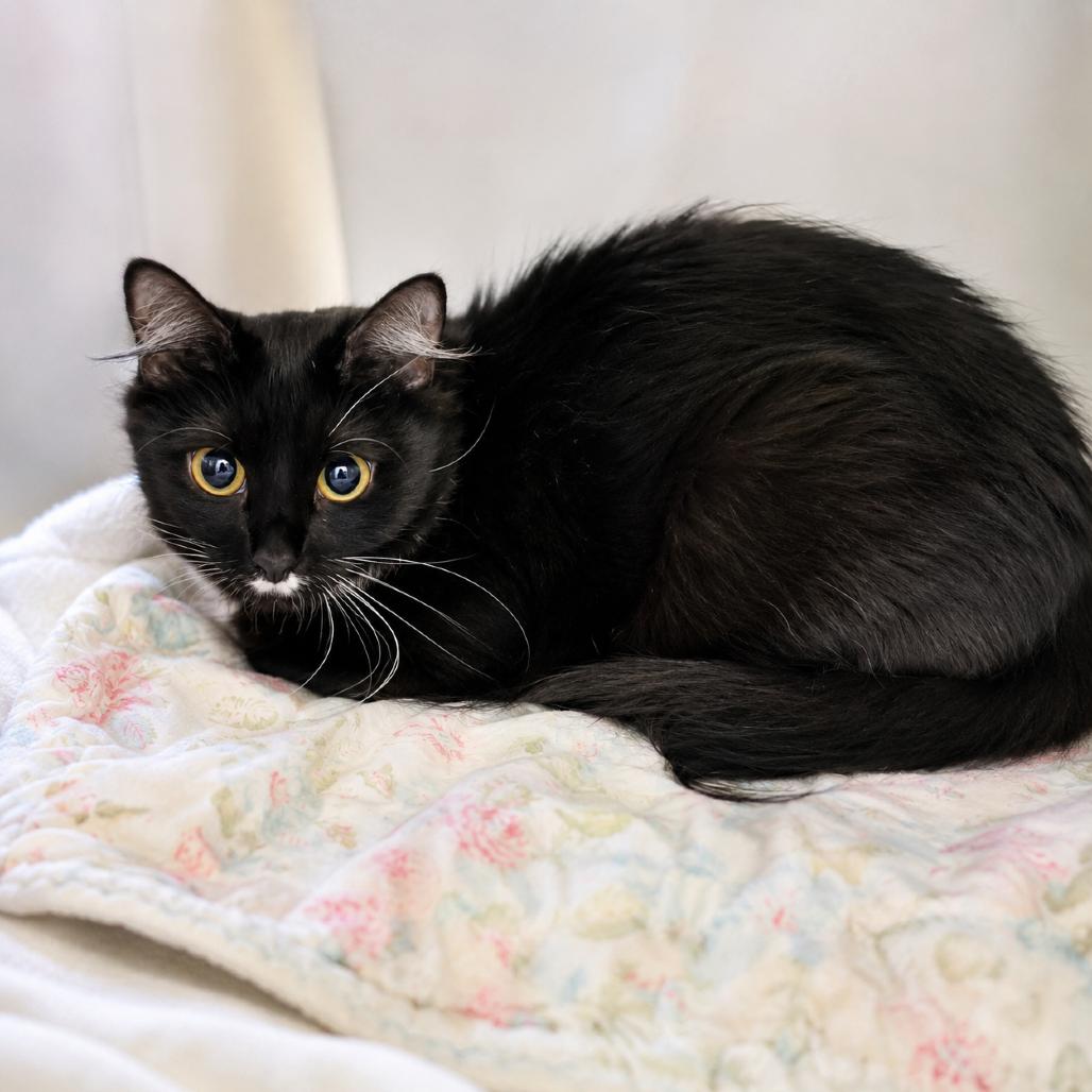 Enlarge Bebe, a Adoptable Domestic Medium Hair in Hopkinton, MA image 1/1