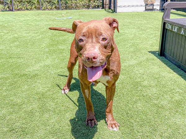 Solar, Adult Male Pit Bull Terrier