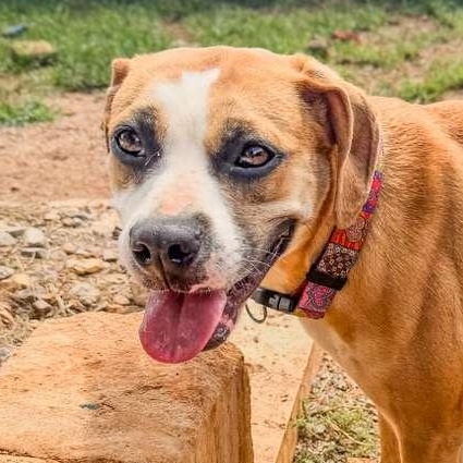 Jewel, a ADOPTABLE mixed breed in Marble Falls, TX image 1/2