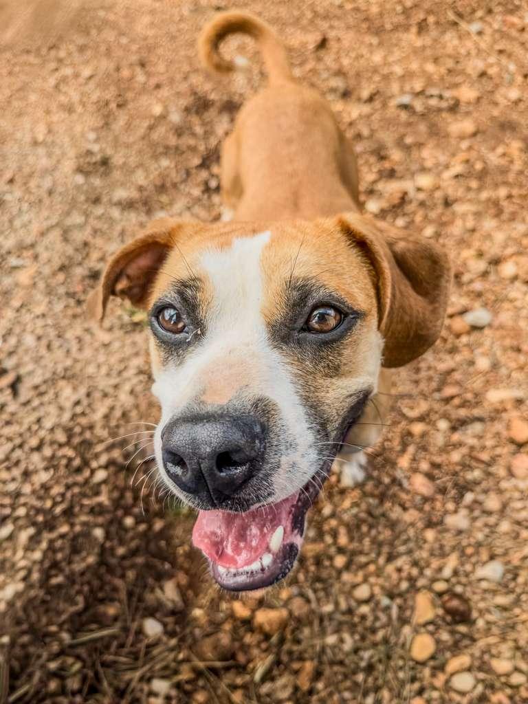 Jewel, ADOPTABLE, Young Female Boxer.