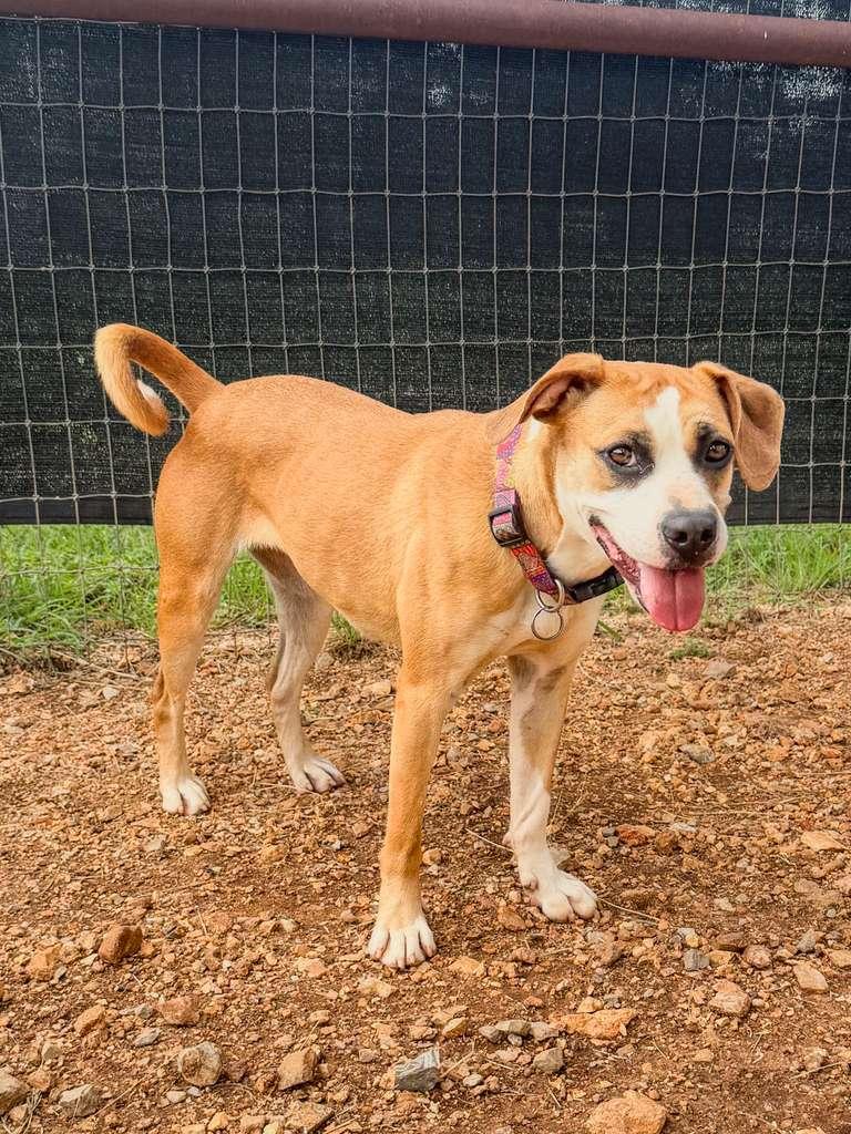 Jewel, a ADOPTABLE mixed breed in Marble Falls, TX image 2/2