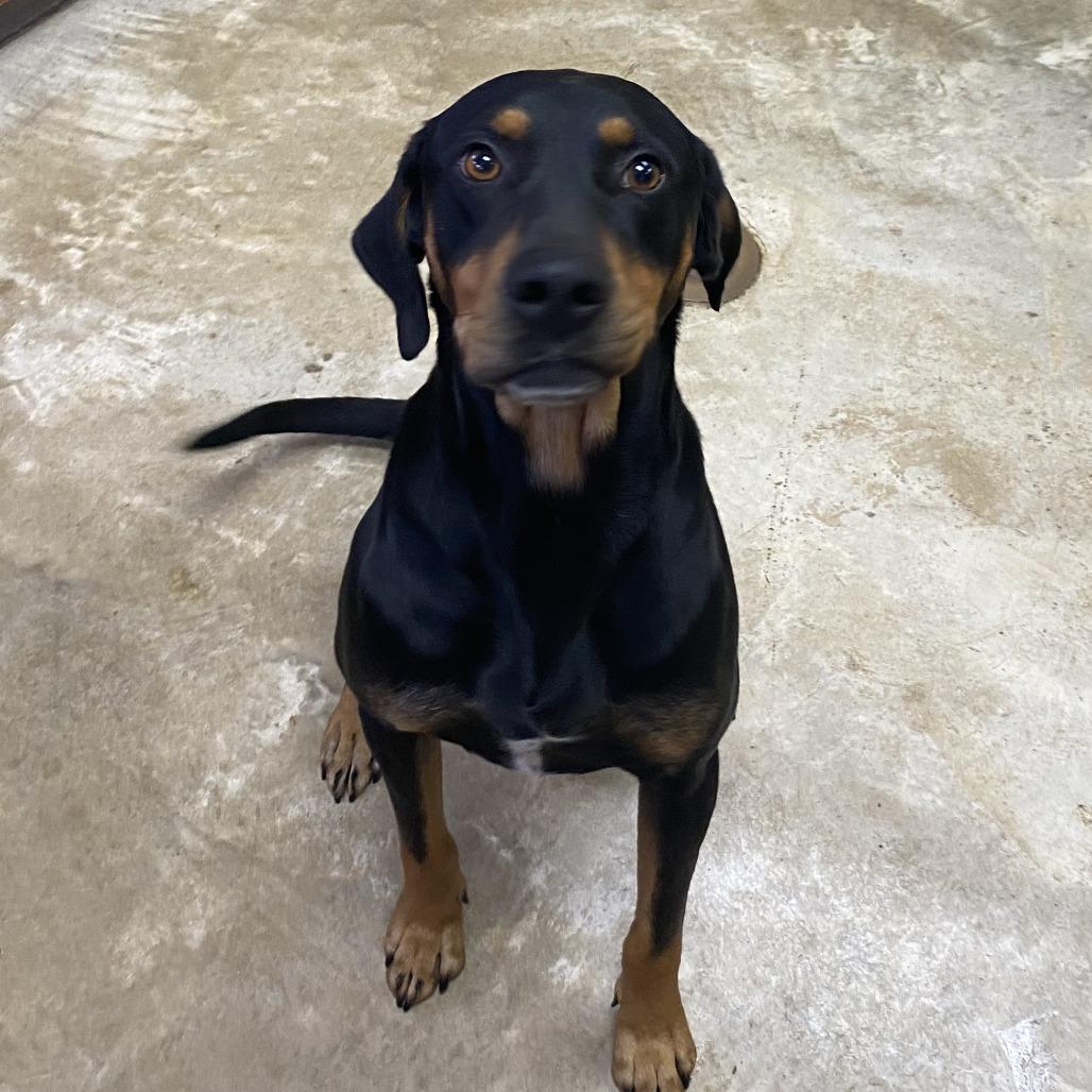 Ranger  T thumbnail 3