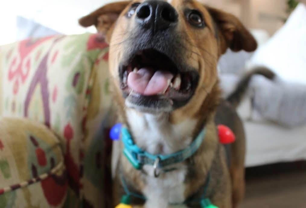 Enlarge Millie, a ADOPTABLE mixed breed in Cypress, TX image 4/6