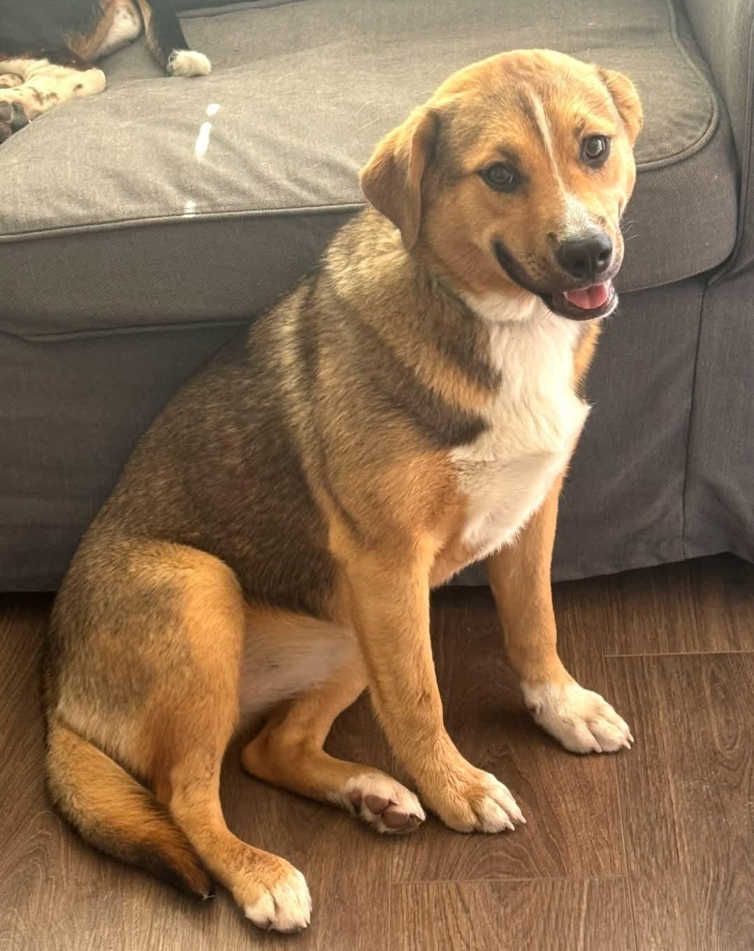 Enlarge Millie, a ADOPTABLE mixed breed in Cypress, TX image 3/6