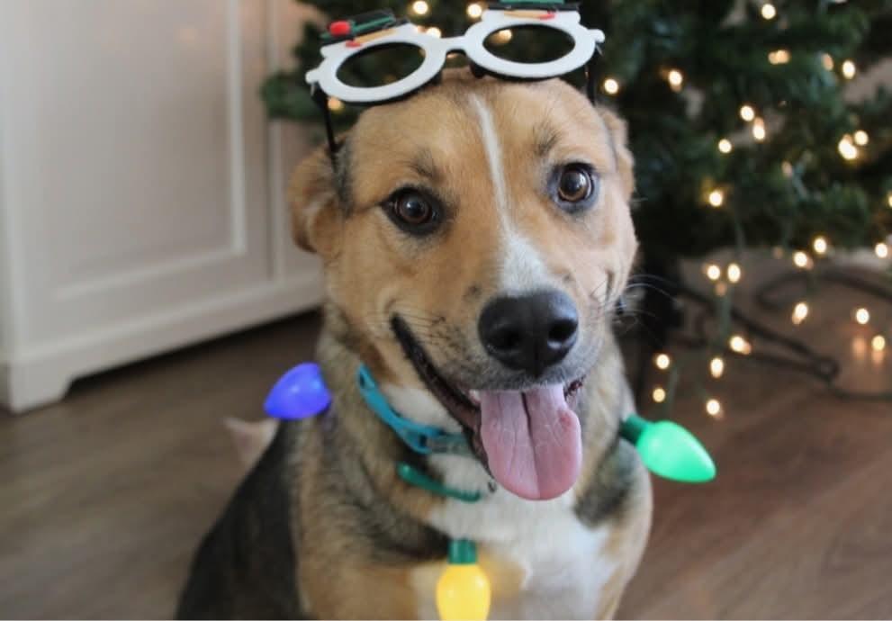 Enlarge Millie, a ADOPTABLE mixed breed in Cypress, TX image 2/6