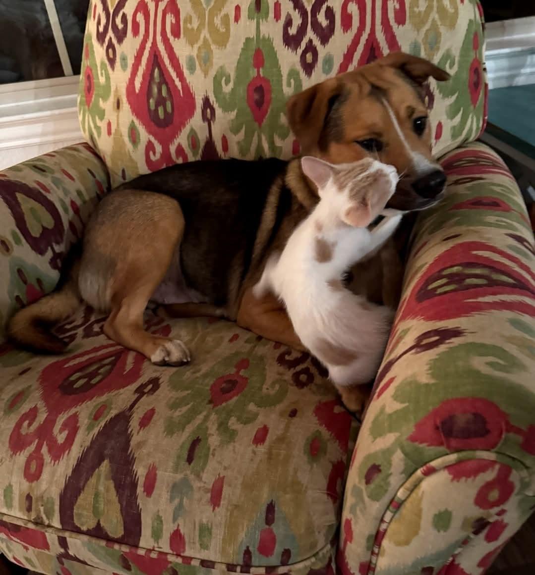 Enlarge Millie, a ADOPTABLE mixed breed in Cypress, TX image 6/6