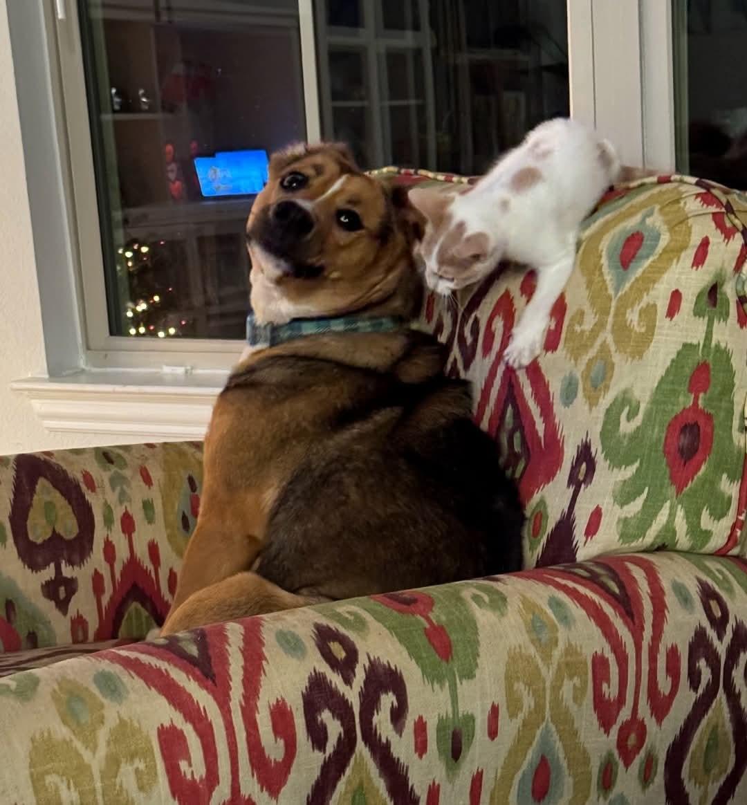 Enlarge Millie, a ADOPTABLE mixed breed in Cypress, TX image 5/6