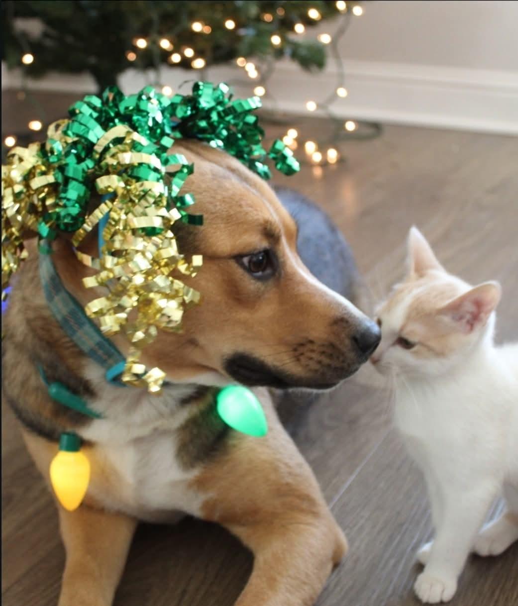 Enlarge Millie, a ADOPTABLE mixed breed in Cypress, TX image 1/6