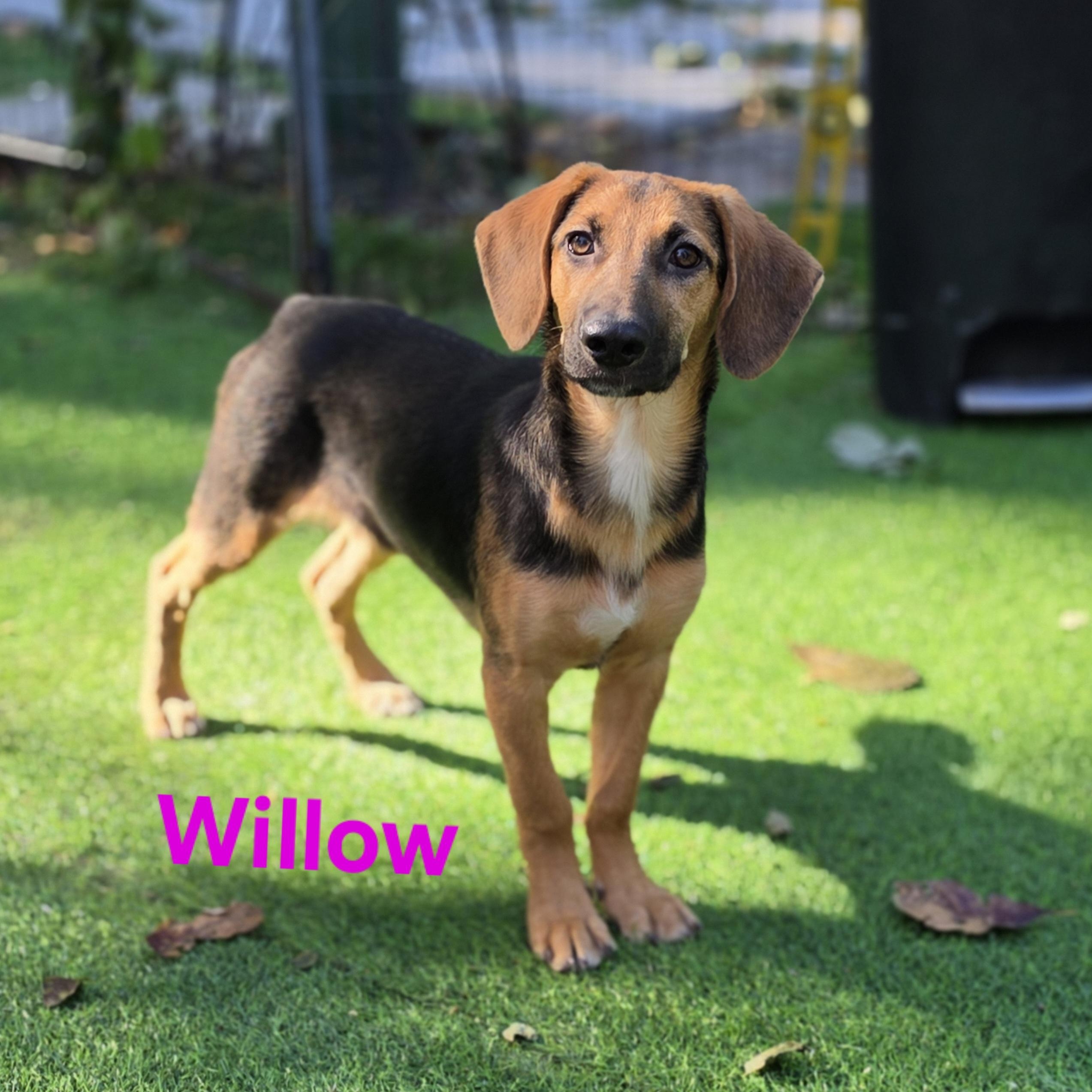 Willow, Adoptable, Puppy Female Hound & Mixed Breed.