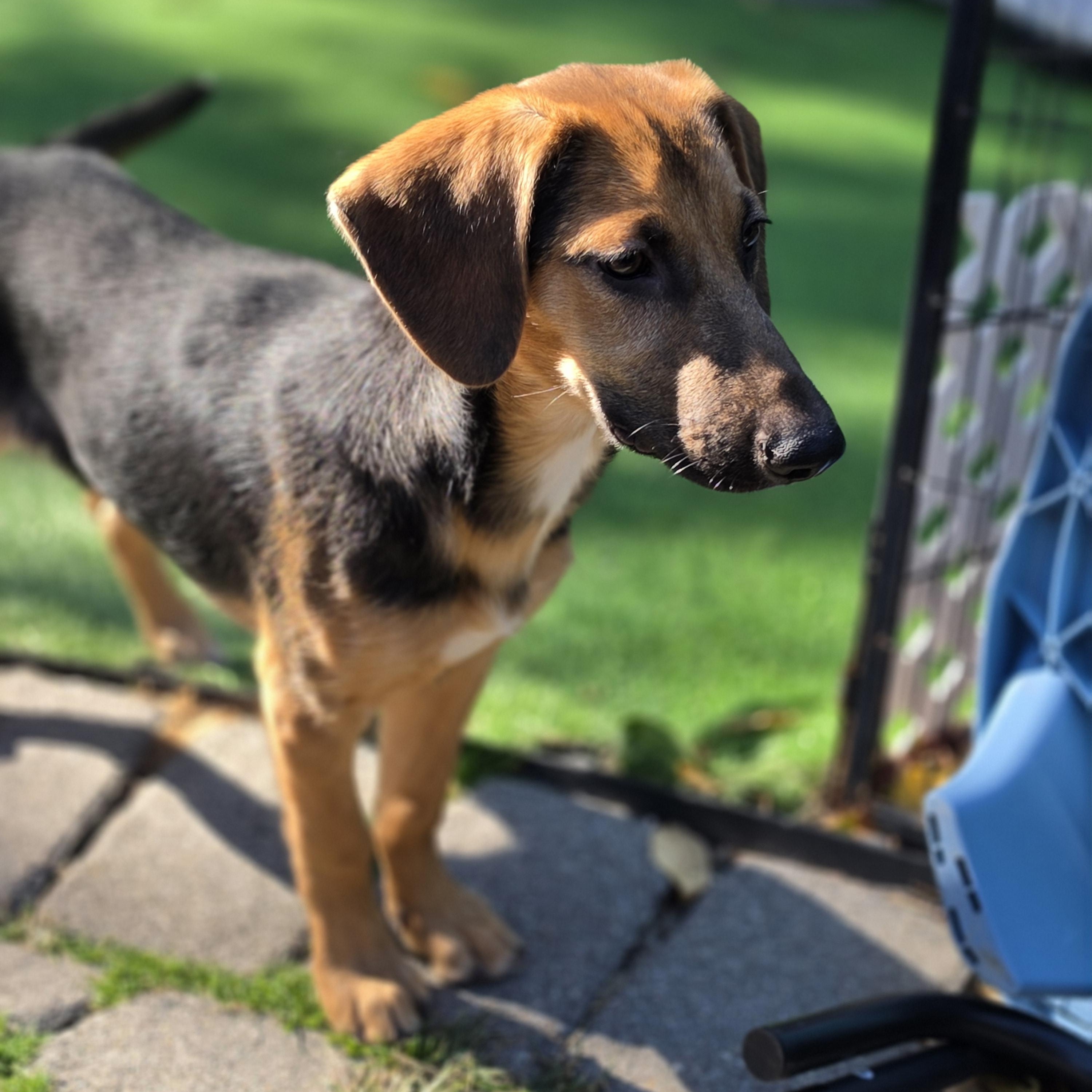 Enlarge Willow, a Adoptable mixed breed in Blairstown, NJ image 5/6