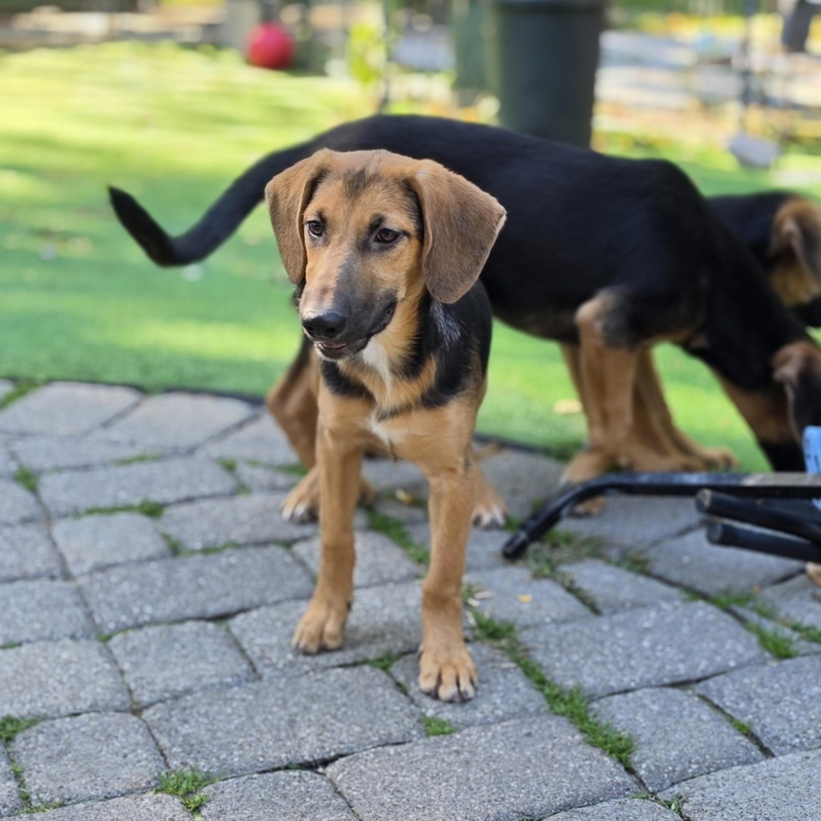 Enlarge Willow, a Adoptable mixed breed in Blairstown, NJ image 6/6