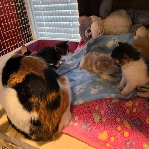 Twitzie (Mom), Adoptable, Young Female Domestic Short Hair.