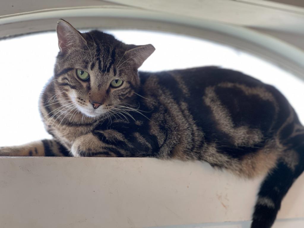 Mocha, Adoptable, Adult Male Domestic Short Hair.