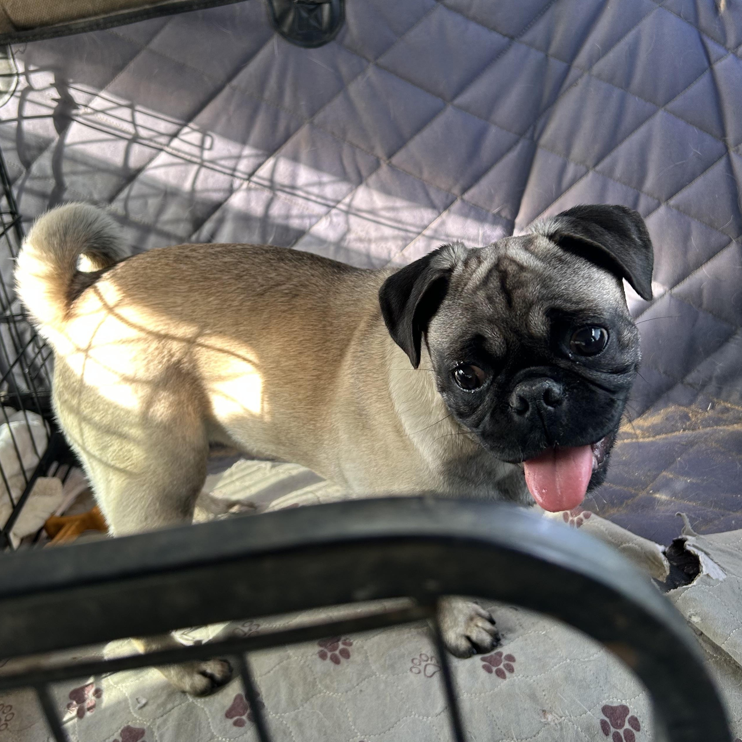 Enlarge PUDDLES, a ADOPTABLE Pug in Norco, CA image 3/4