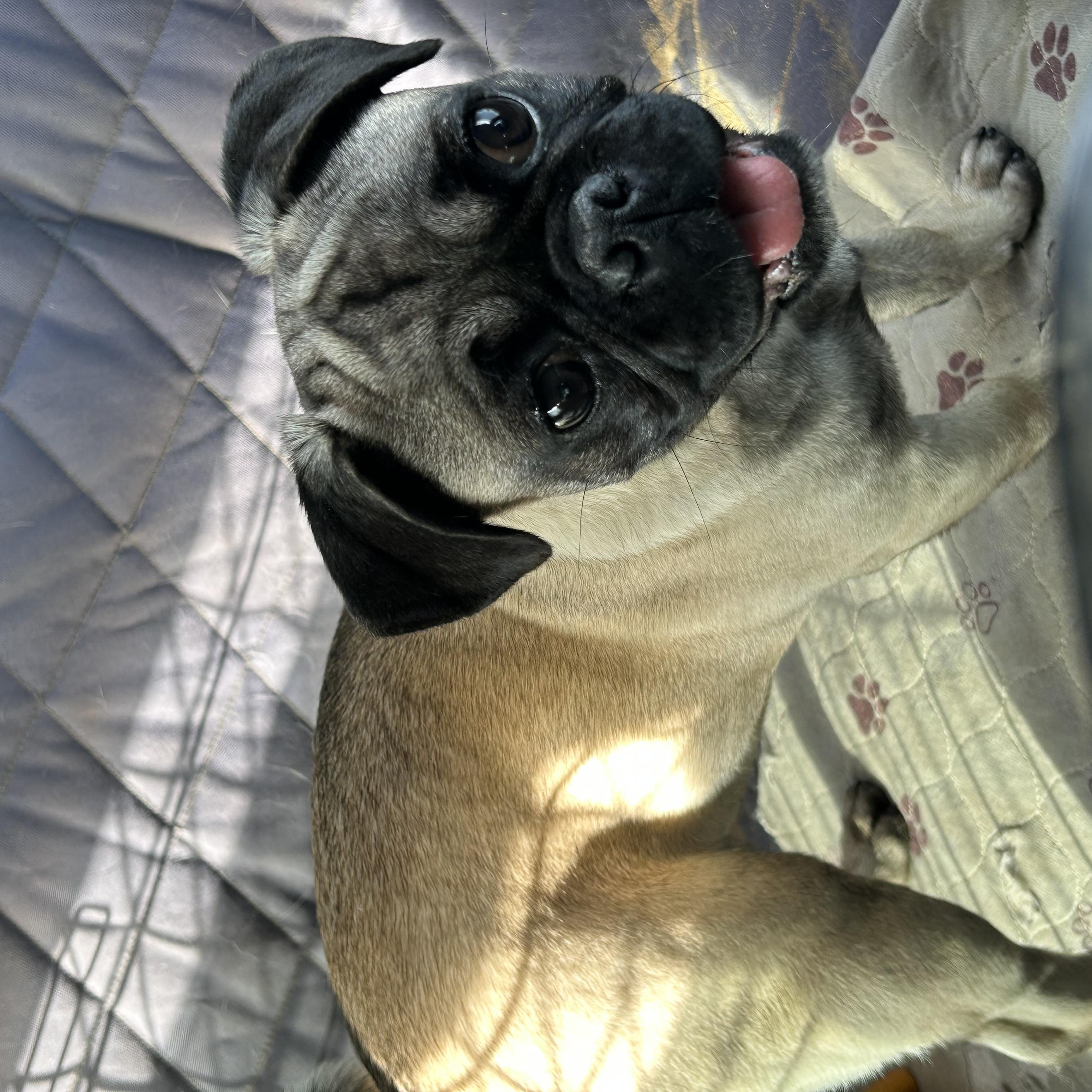 Enlarge PUDDLES, a ADOPTABLE Pug in Norco, CA image 2/4