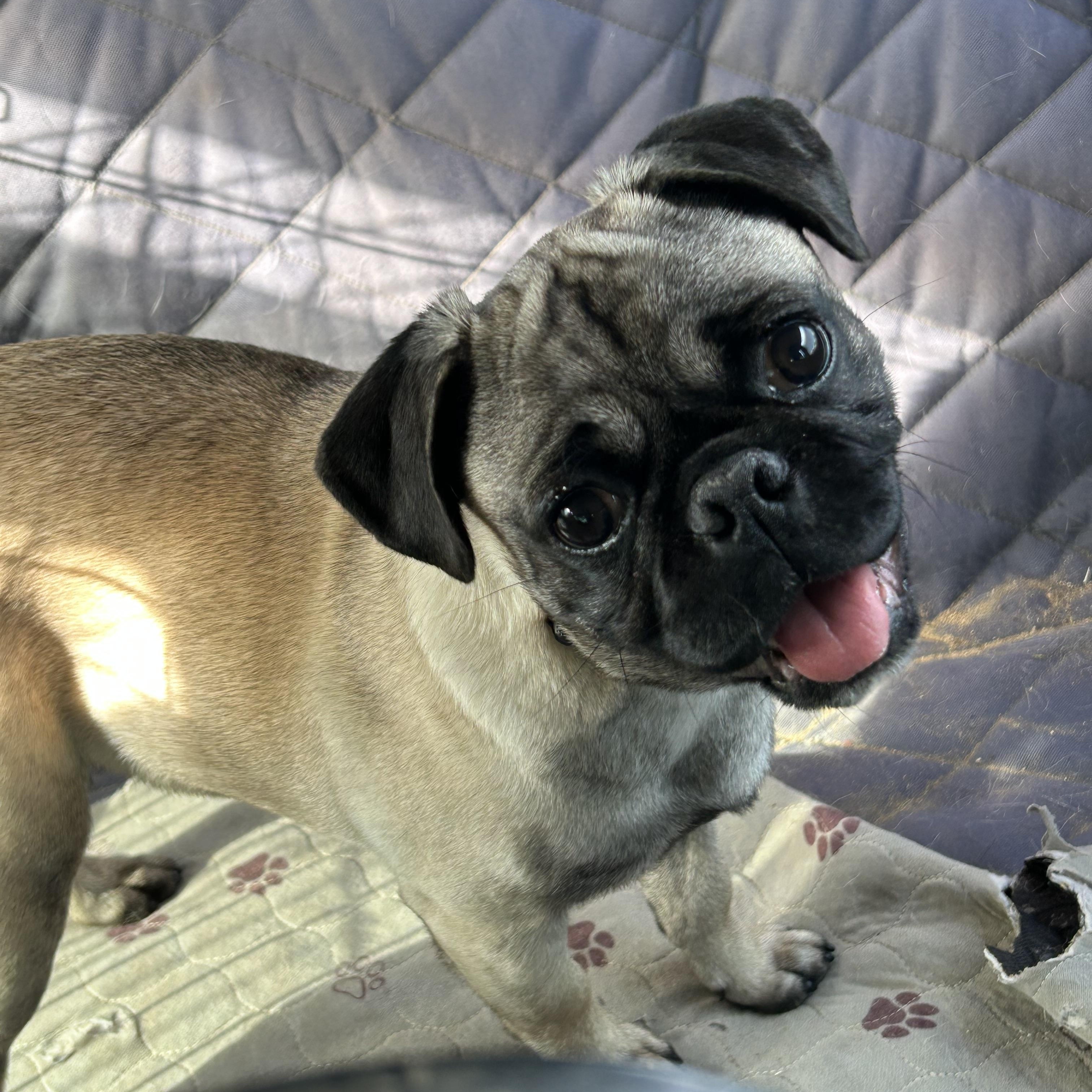 Enlarge PUDDLES, a ADOPTABLE Pug in Norco, CA image 4/4