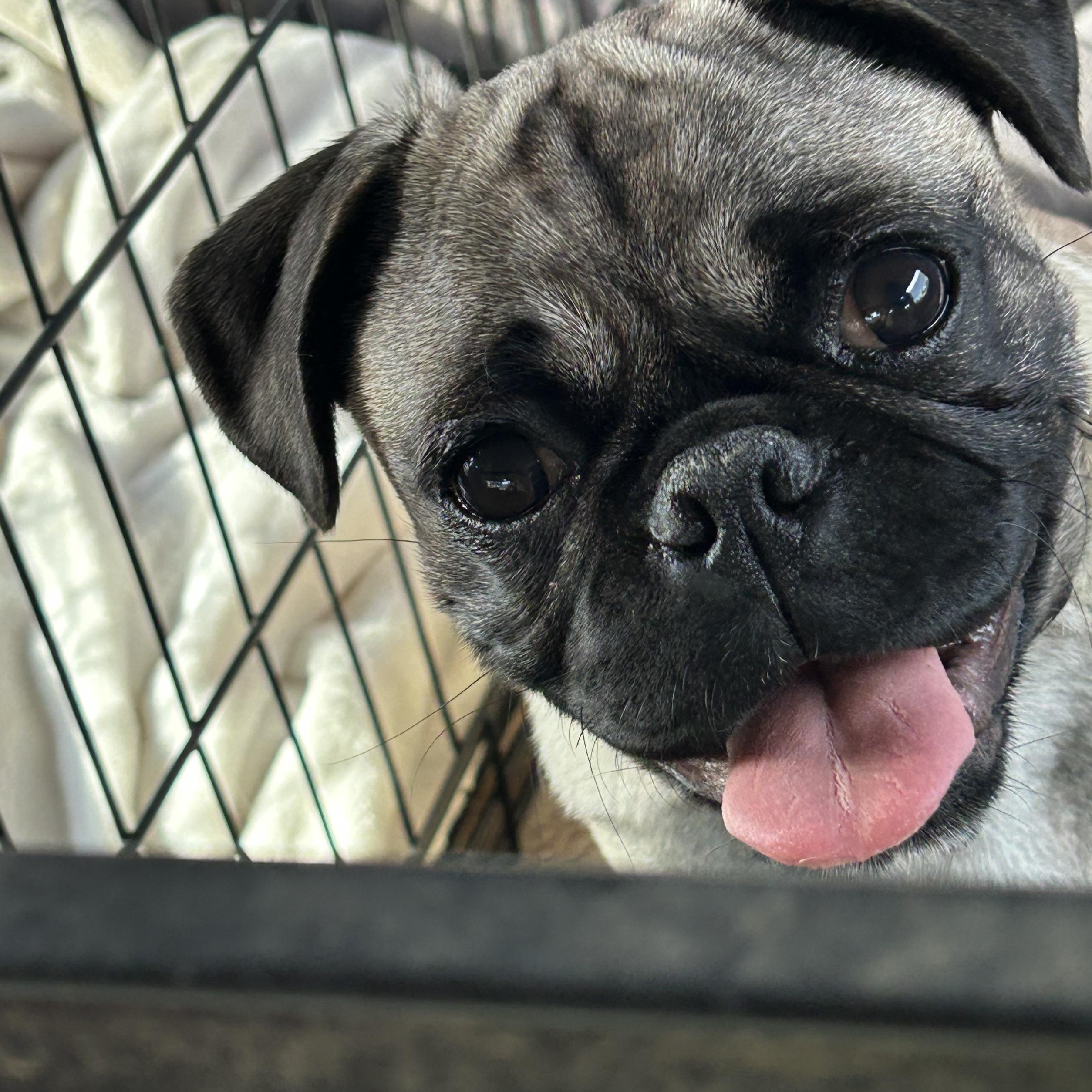 Enlarge PUDDLES, a ADOPTABLE Pug in Norco, CA image 1/4