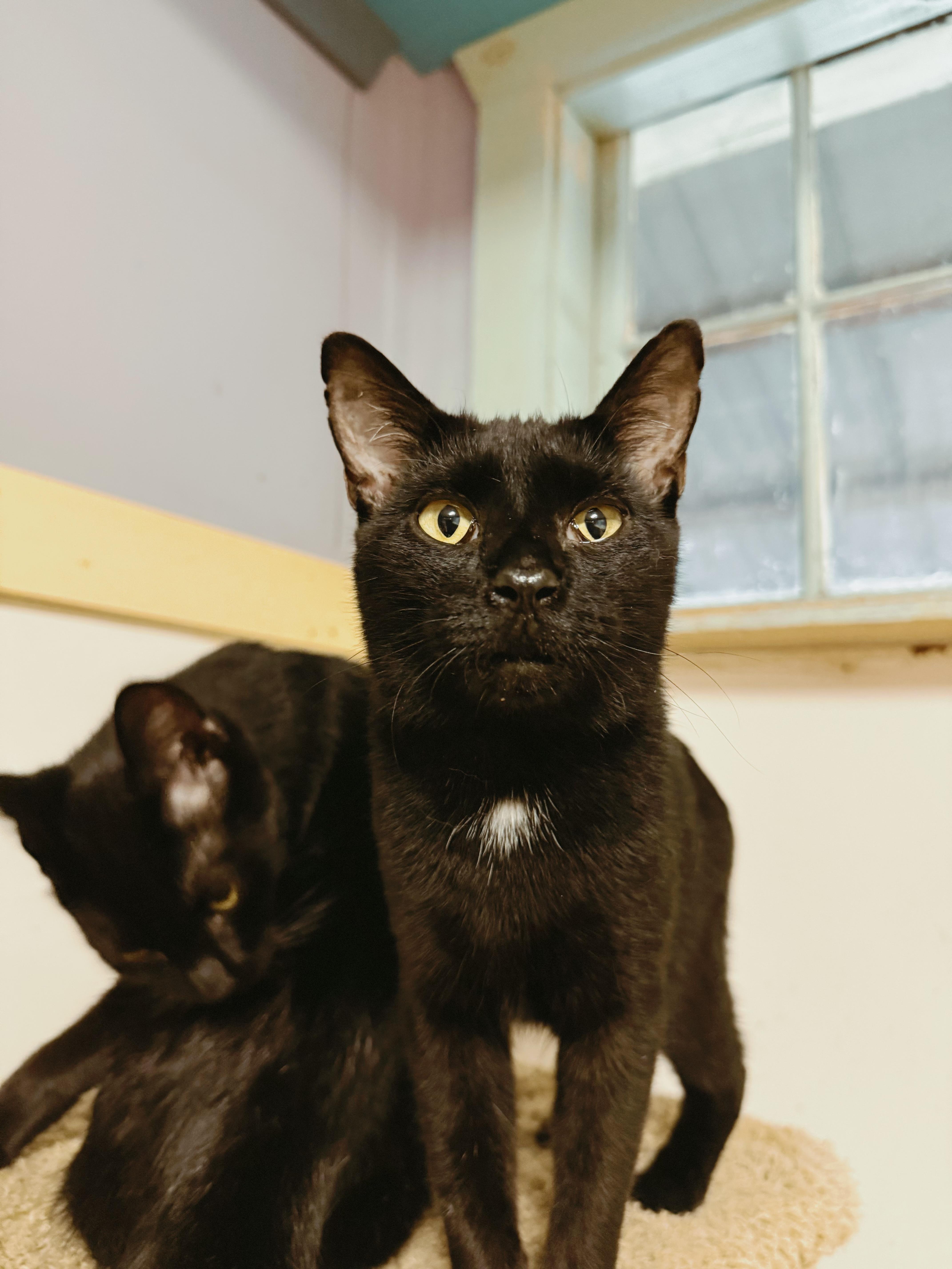 Hollis, Adoptable, Adult Male Domestic Short Hair.