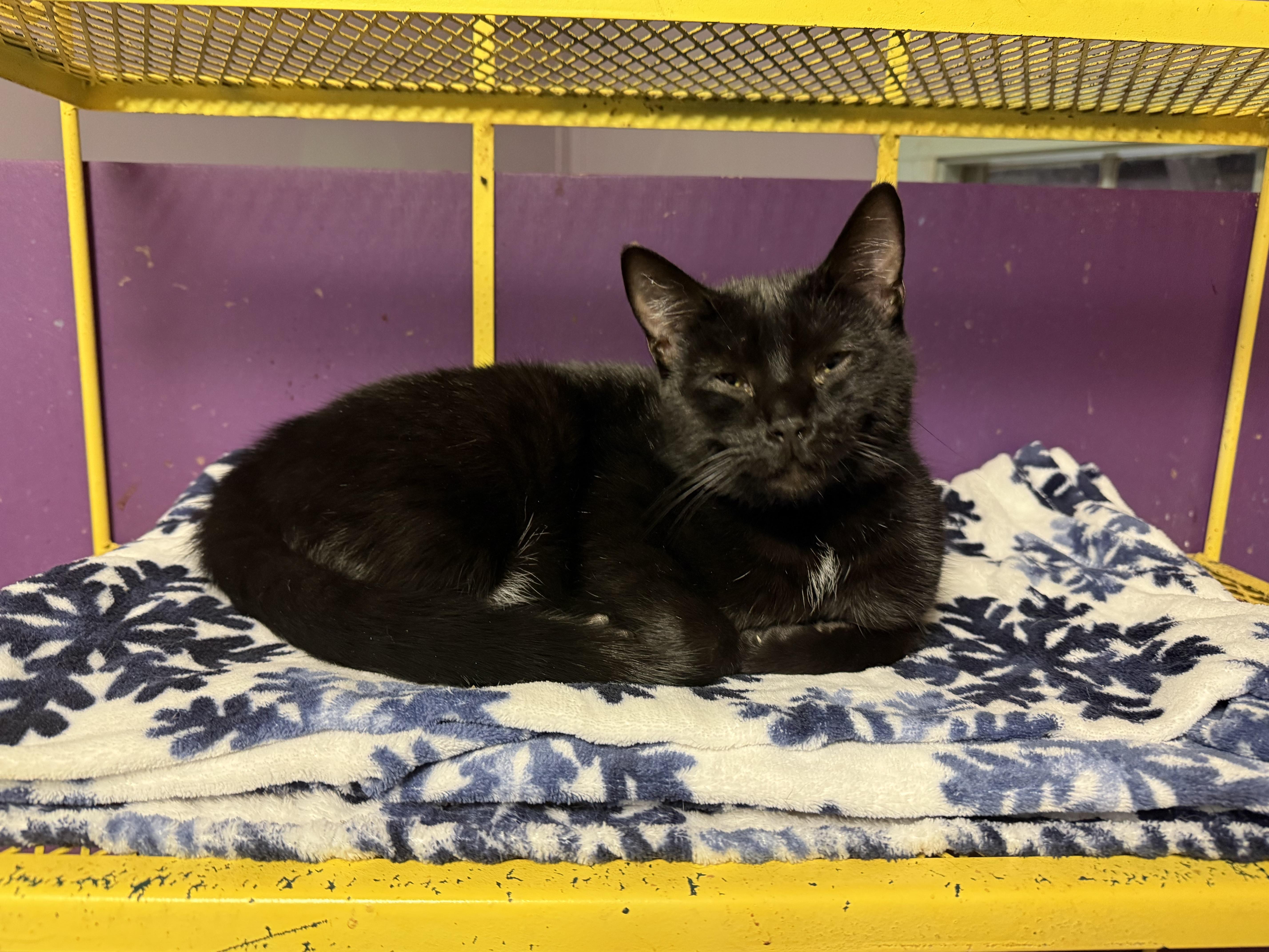 Hollis, a Adoptable Domestic Short Hair in Varnville, SC image 5/5