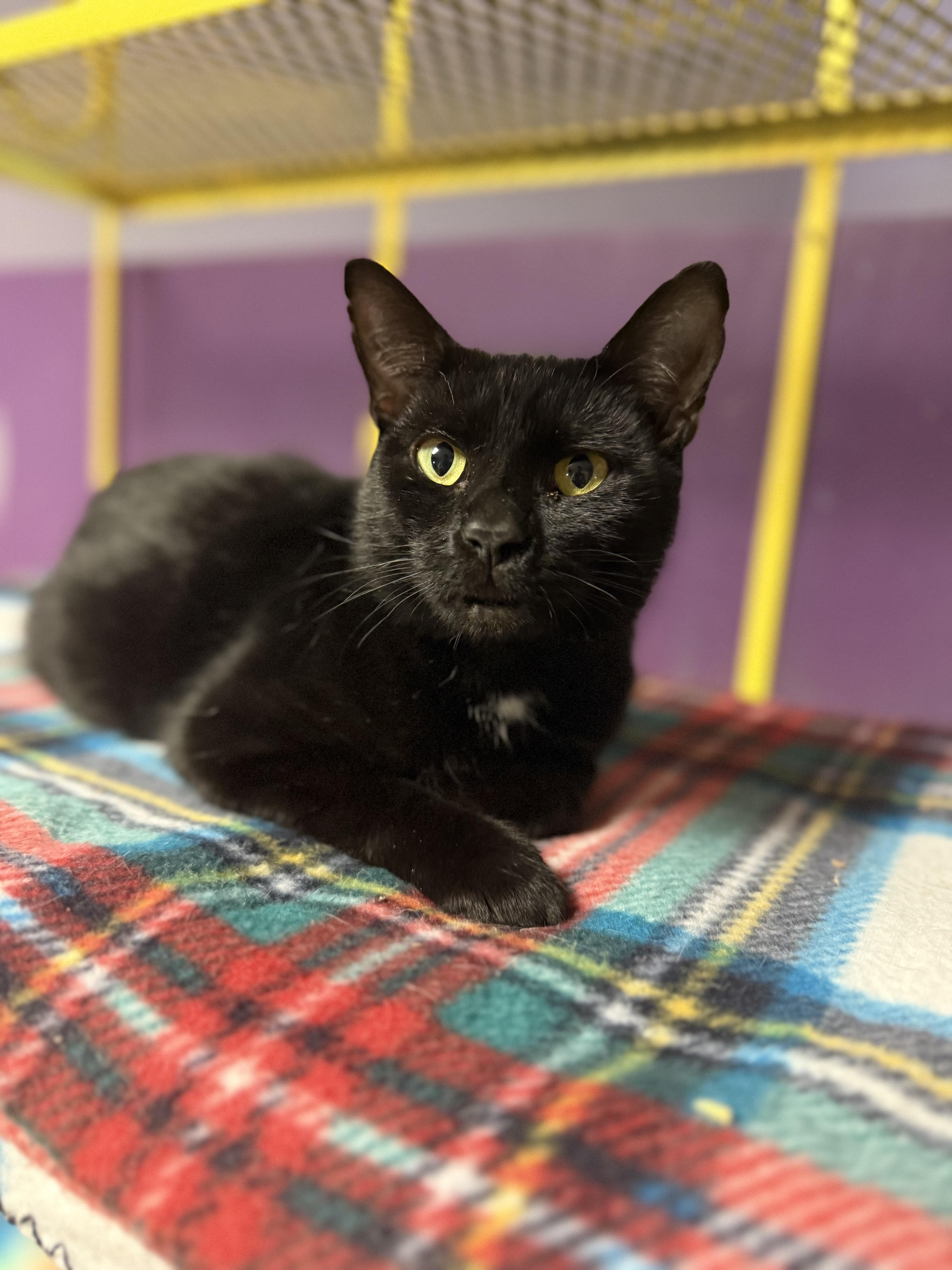Hollis, a Adoptable Domestic Short Hair in Varnville, SC image 4/5
