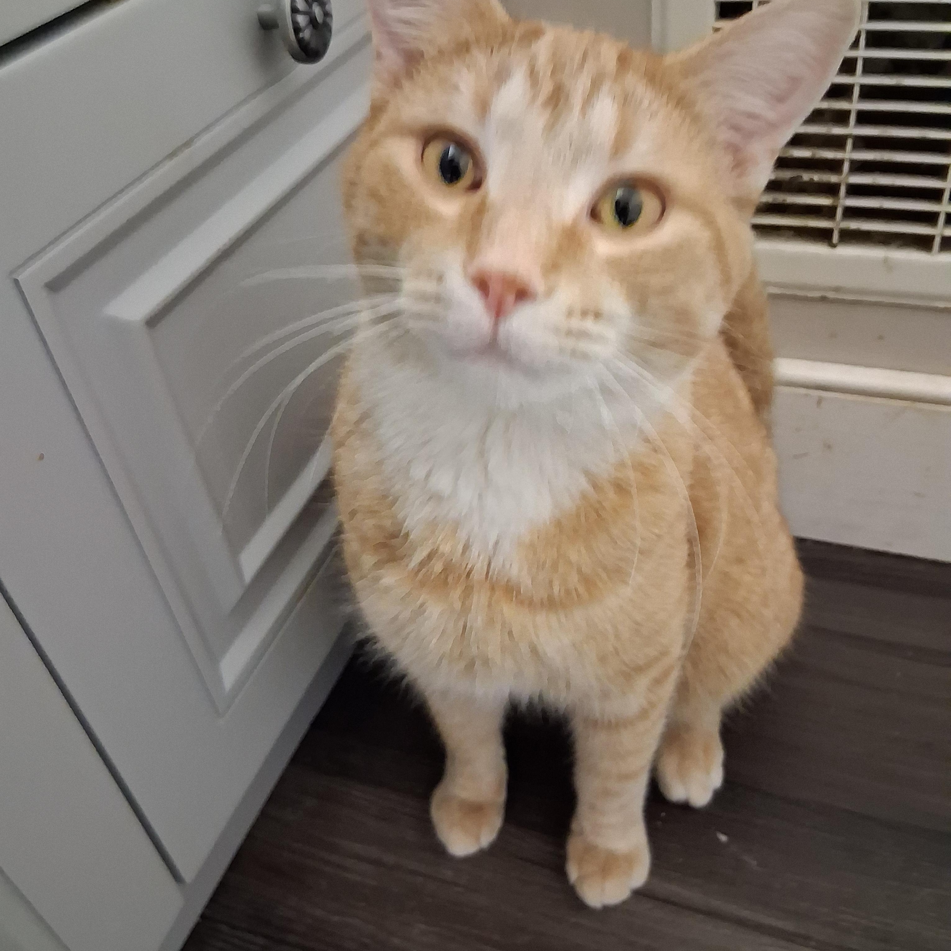 Enlarge Otis, a ADOPTABLE Domestic Short Hair in Goshen, IN image 1/1