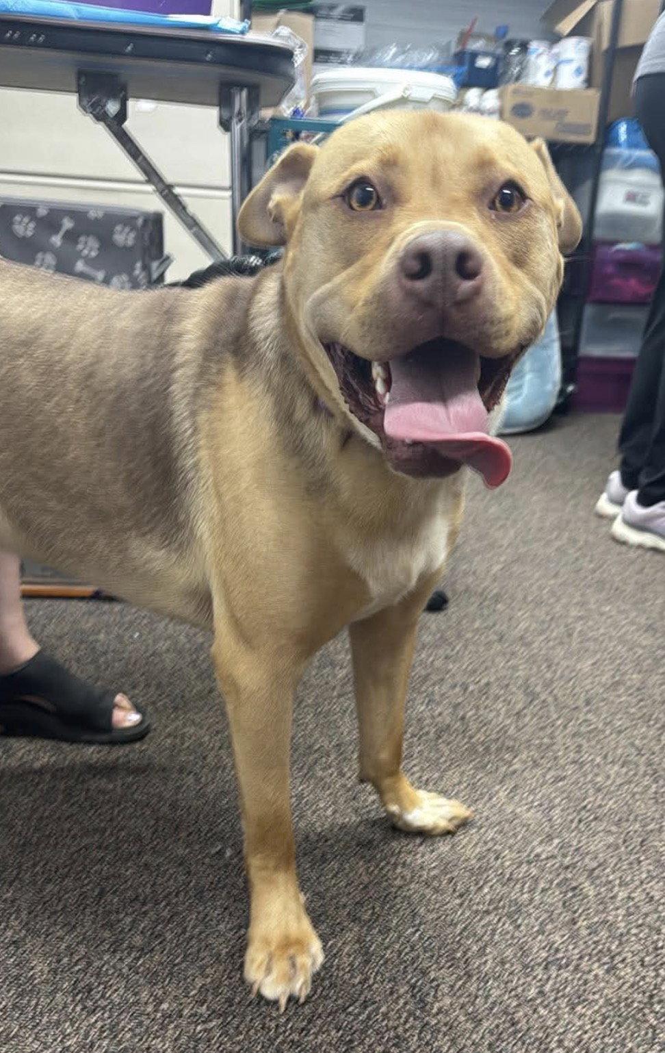 Kootenay, Adoptable, Adult Male Shepherd & Pit Bull Terrier.